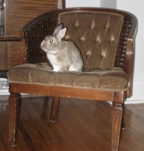 A picture of Frank sitting on an armchair