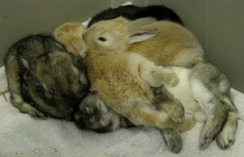 A mother rabbit napping with her kits: a pile of bunnies intermingled