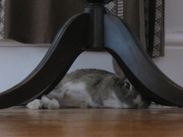 Picture of a sleepy brown rabbit smushed-out behind the curved legs of a side table.
