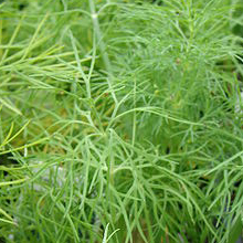 A picture of fresh dill (Anethum graveolens) still in the pot.