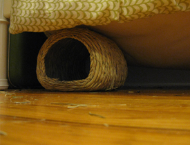 Picture of a timothy burrow below a bed - shot taken from rabbit pov, floor-level
