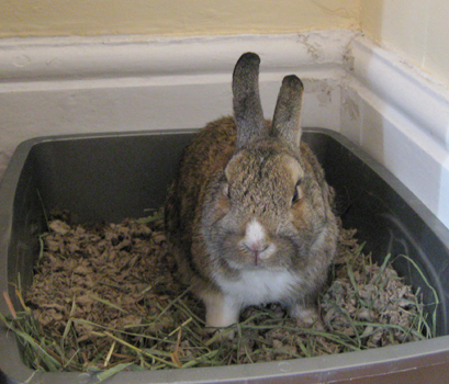 Brown rabbit standing in litter box, facing photographer, alert (if disgruntled) expression on his face
